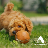 Gemini Watermark Remover — Clean Your Veo Videos Free 4